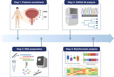The bladder microbiome of NMIBC and MIBC patients revealed by 2bRAD-M